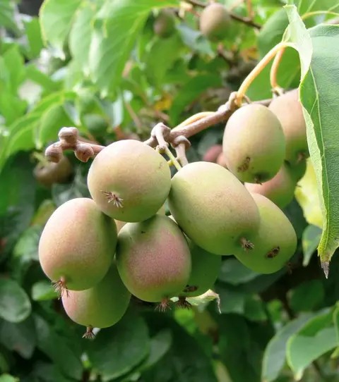 Weiki kiwi csemete